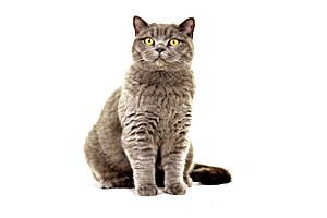 cat-breed-hero-mobile_0036_british_shorthair.jpg